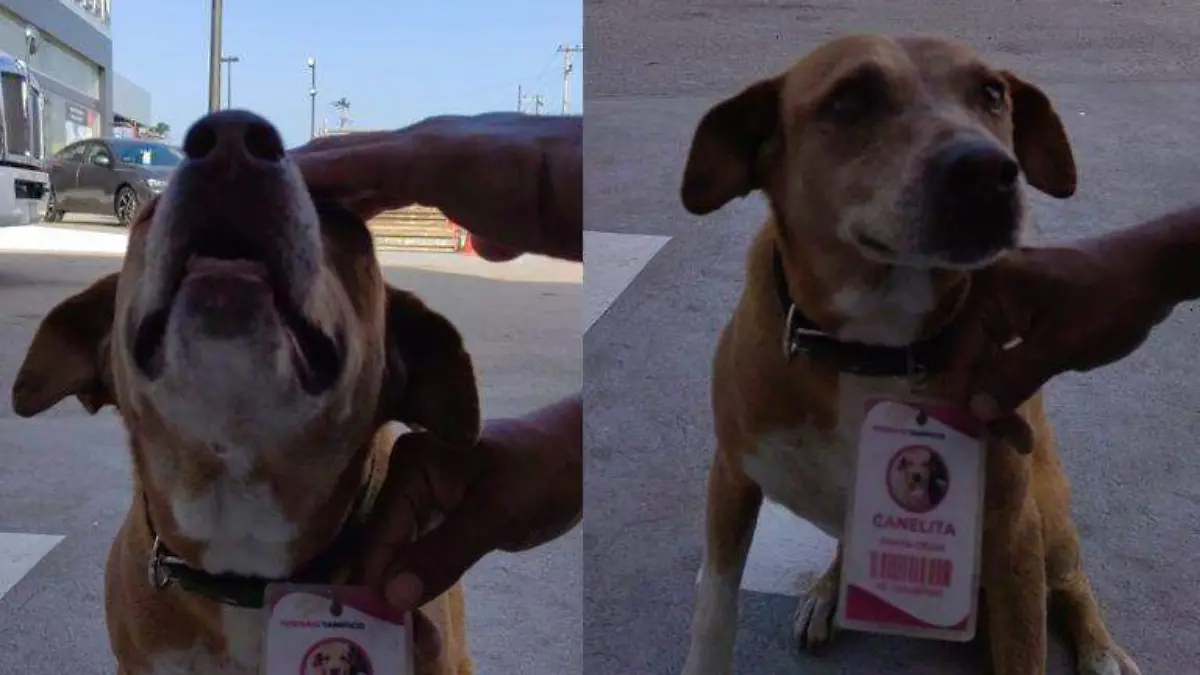 Canelita, la perrita oficial de Nissan Tampico 